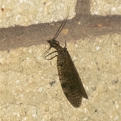 Archichauliodes (Riekochauliodes) guttiferus (Dobsonfly or Fishfly) at Penrose, NSW - 26 Nov 2024 by Aussiegall