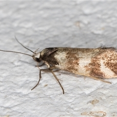 Isomoralla gephyrota (A Concealer moth) at Melba, ACT - 26 Nov 2024 by kasiaaus