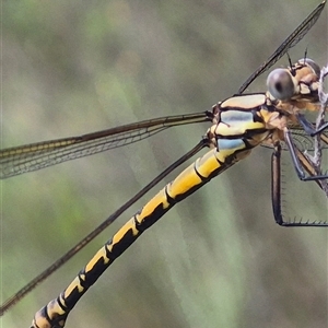 Diphlebia nymphoides at Bungendore, NSW - 1 Dec 2024