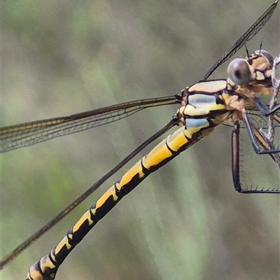 Orthetrum caledonicum at Bungendore, NSW - 1 Dec 2024 by clarehoneydove