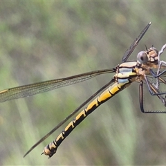 Diphlebia nymphoides at Bungendore, NSW - 1 Dec 2024