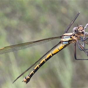 Diphlebia nymphoides at Bungendore, NSW - 1 Dec 2024