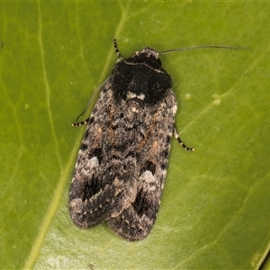 Thoracolopha verecunda (A Noctuid moth (Acronictinae)) at Melba, ACT by kasiaaus