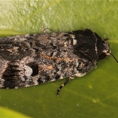 Thoracolopha verecunda at Melba, ACT - 26 Nov 2024 11:33 PM