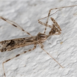 Stenolemus sp. (genus) at Melba, ACT - 26 Nov 2024 11:37 PM