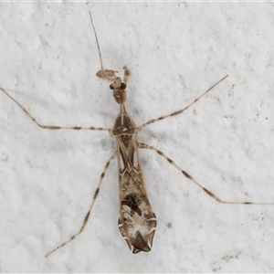 Stenolemus sp. (genus) at Melba, ACT - 26 Nov 2024