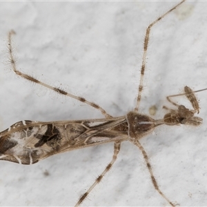 Stenolemus sp. (genus) at Melba, ACT - 26 Nov 2024