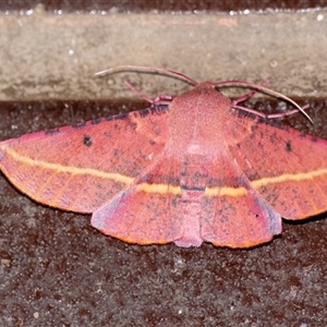 Oenochroma vinaria at Penrose, NSW - 27 Nov 2024