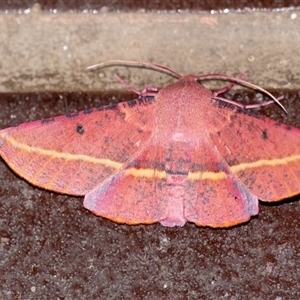 Oenochroma vinaria at Penrose, NSW - suppressed