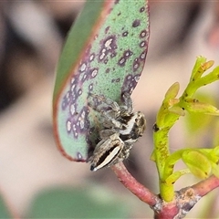 Maratus scutulatus (A jumping spider) at Bungendore, NSW - 1 Dec 2024 by clarehoneydove