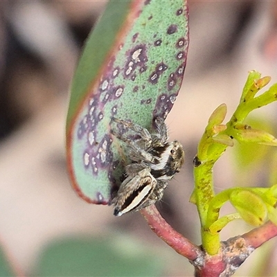 Maratus scutulatus (A jumping spider) at Bungendore, NSW - 1 Dec 2024 by clarehoneydove