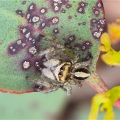 Maratus scutulatus at Bungendore, NSW - 1 Dec 2024