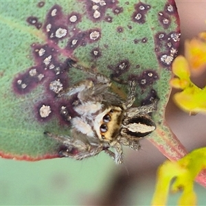 Maratus scutulatus at Bungendore, NSW - suppressed