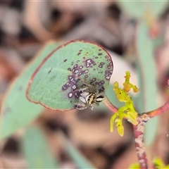 Maratus scutulatus at Bungendore, NSW - 1 Dec 2024