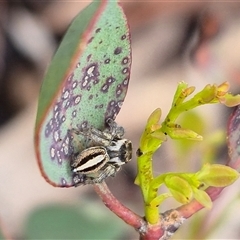 Maratus scutulatus at Bungendore, NSW - 1 Dec 2024