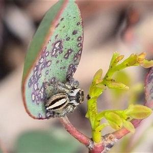 Maratus scutulatus at Bungendore, NSW - 1 Dec 2024