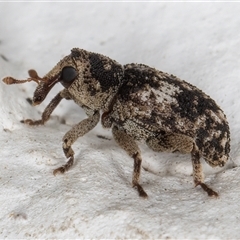 Unidentified Weevil (Curculionoidea) at Melba, ACT - 26 Nov 2024 by kasiaaus