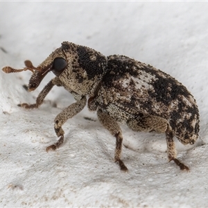 Unidentified Weevil (Curculionoidea) at Melba, ACT by kasiaaus