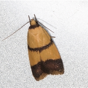 Heteroteucha translatella at Melba, ACT - 26 Nov 2024 11:49 PM