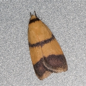 Heteroteucha translatella at Melba, ACT - 26 Nov 2024