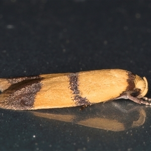 Heteroteucha translatella at Melba, ACT - 26 Nov 2024