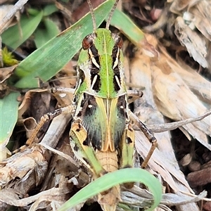 Oedaleus australis at Bungendore, NSW - suppressed