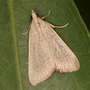 Ocrasa albidalis at Melba, ACT - 26 Nov 2024