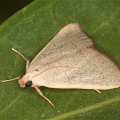 Ocrasa albidalis at Melba, ACT - 26 Nov 2024