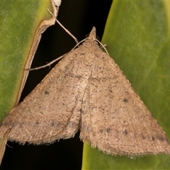 Parosteodes fictiliaria (Dodonaea Moth) at Melba, ACT - 26 Nov 2024 by kasiaaus