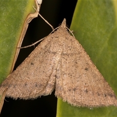 Parosteodes fictiliaria (Dodonaea Moth) at Melba, ACT - 26 Nov 2024 by kasiaaus