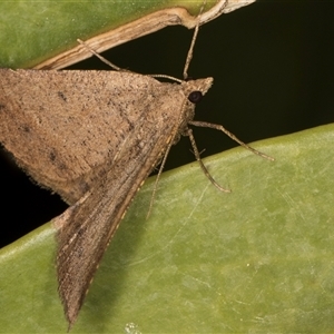 Parosteodes fictiliaria at Melba, ACT - 26 Nov 2024