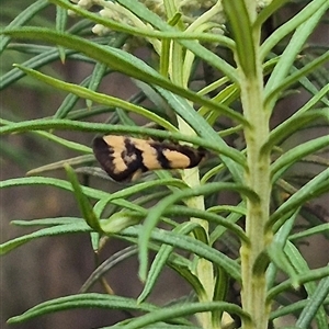 Olbonoma triptycha at Bungendore, NSW - 1 Dec 2024