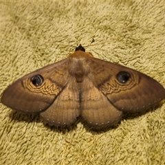 Dasypodia selenophora (Southern old lady moth) at Captains Flat, NSW - 1 Dec 2024 by Csteele4