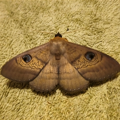 Dasypodia selenophora (Southern old lady moth) at Captains Flat, NSW - 2 Dec 2024 by Csteele4