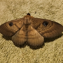 Dasypodia selenophora at Captains Flat, NSW - suppressed