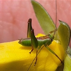 Tettigoniidae (family) (Unidentified katydid) at Bungendore, NSW - 15 Nov 2024 by clarehoneydove