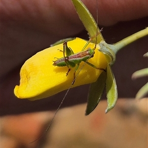 Tettigoniidae (family) at suppressed - 15 Nov 2024