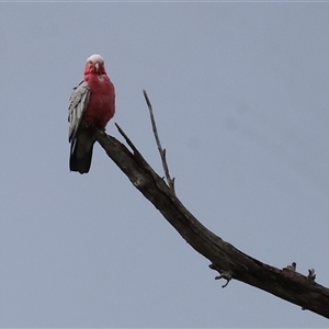 Eolophus roseicapilla at Wodonga, VIC - 1 Dec 2024 07:33 AM