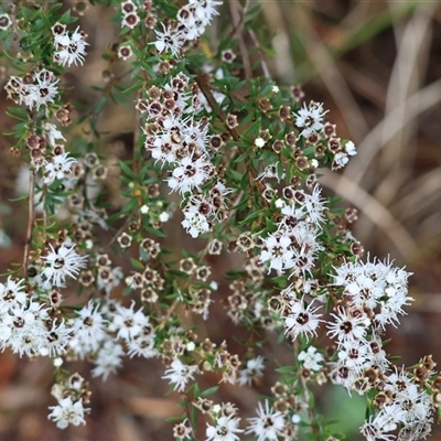 Kunzea ericoides at Wodonga, VIC - 1 Dec 2024 by KylieWaldon