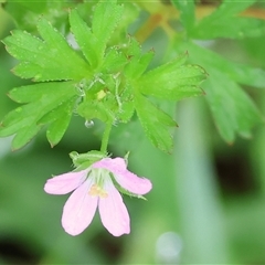 Geranium sp. at Wodonga, VIC - 30 Nov 2024 by KylieWaldon