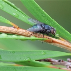 Chrysomya sp. (genus) (A green/blue blowfly) at Wodonga, VIC - 1 Dec 2024 by KylieWaldon