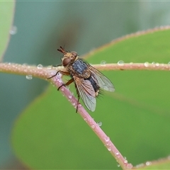 Tachinidae (family) (Unidentified Bristle fly) at Wodonga, VIC - 1 Dec 2024 by KylieWaldon