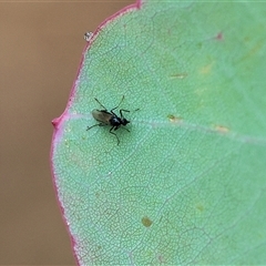 Unidentified True fly (Diptera) at Wodonga, VIC - 1 Dec 2024 by KylieWaldon