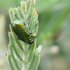 Diphucephala sp. (genus) (Green Scarab Beetle) at Wodonga, VIC - 1 Dec 2024 by KylieWaldon