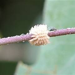 Paropsis atomaria (Eucalyptus leaf beetle) at Wodonga, VIC - 1 Dec 2024 by KylieWaldon