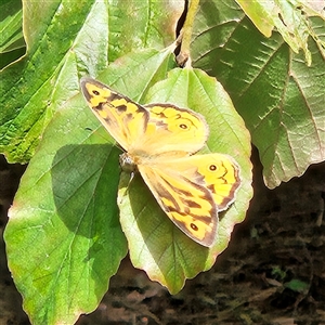 Heteronympha merope at Braidwood, NSW - 1 Dec 2024