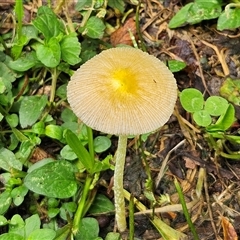 Bolbitius titubans (Yellow Fieldcap Mushroom) at Braidwood, NSW - 30 Nov 2024 by MatthewFrawley