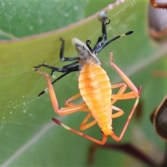 Amorbus alternatus (Eucalyptus Tip Bug) at Wodonga, VIC - 1 Dec 2024 by KylieWaldon