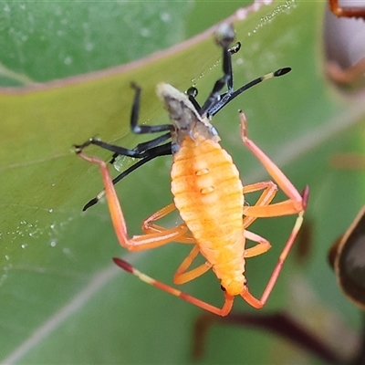 Amorbus alternatus (Eucalyptus Tip Bug) at Wodonga, VIC - 1 Dec 2024 by KylieWaldon