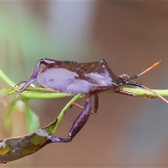 Amorbus alternatus at Wodonga, VIC - 1 Dec 2024 08:05 AM